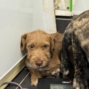 LUCHO (PANCHO) Imagen 5